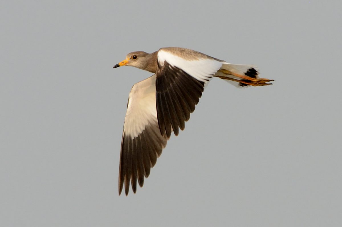 20121006Greyheaded lapwing_2213ss.jpg