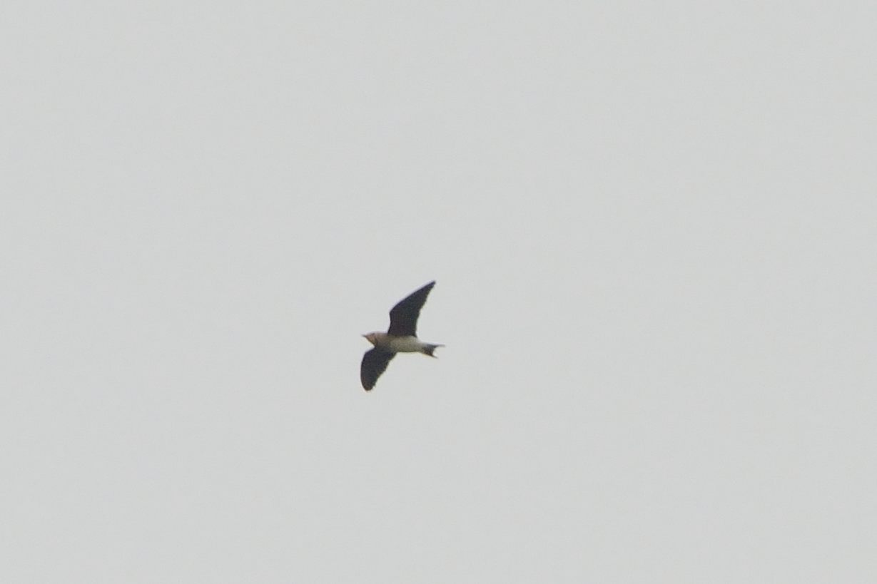 Oriental Pratincoles20121007_3385.jpg