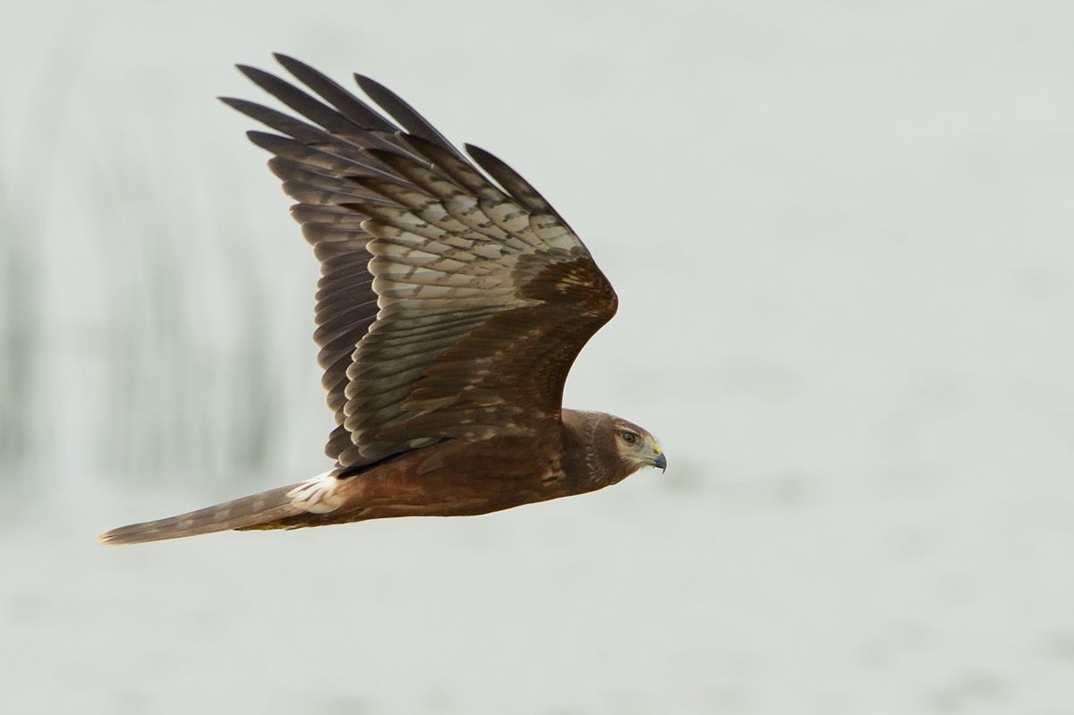 20121026Pied Harrier_3199s.jpg