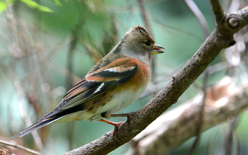 BRAMBLING.jpg