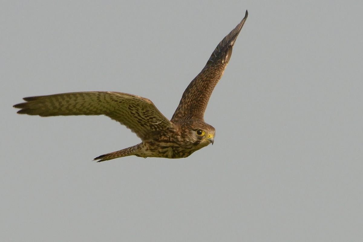 20121106Kestrel_9486s.jpg