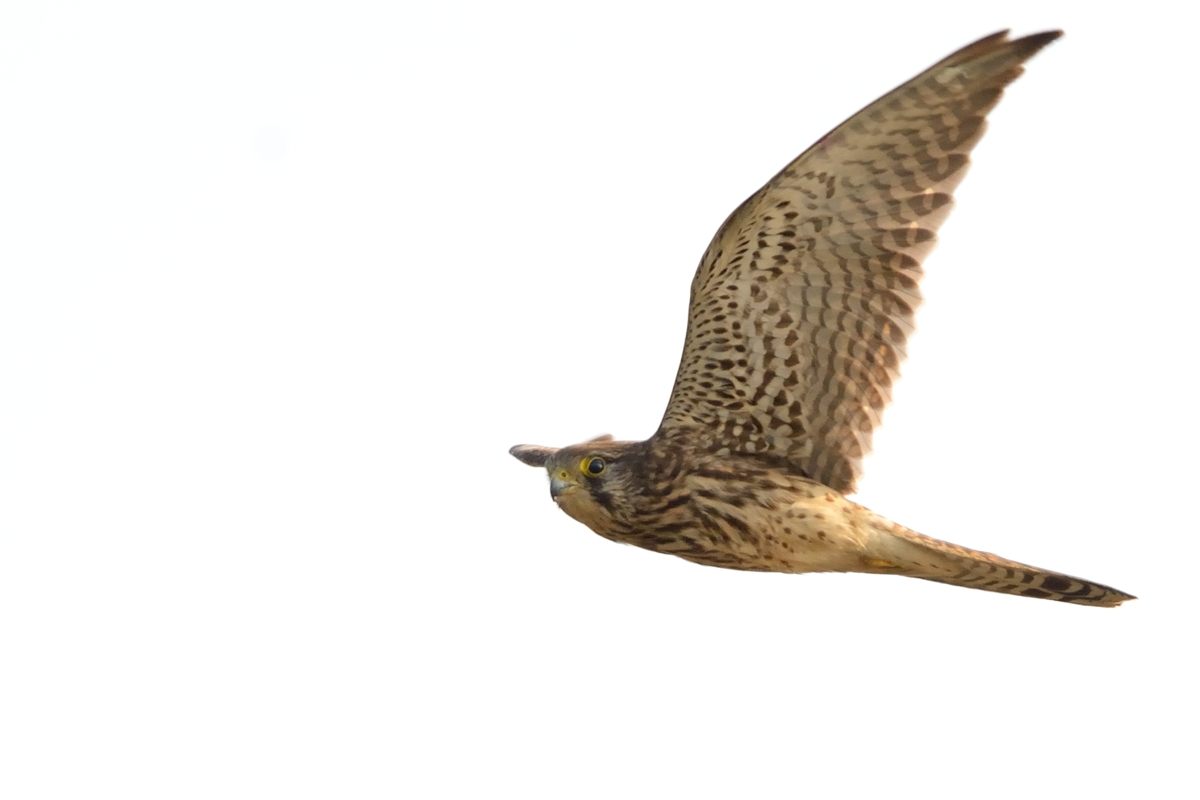 20121106Kestrel_9572s.jpg