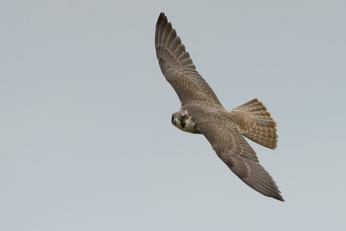 20121111Peregrine Falcon_0144s.jpg