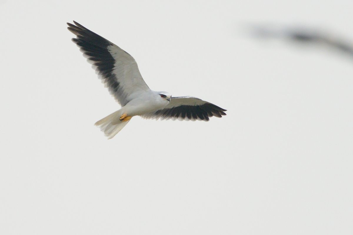 20121111 Black-Shouldered Kite_0721s.jpg