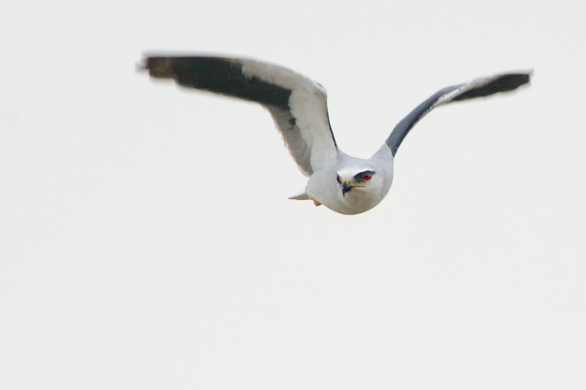 20121111 Black-Shouldered Kite_0735s.jpg