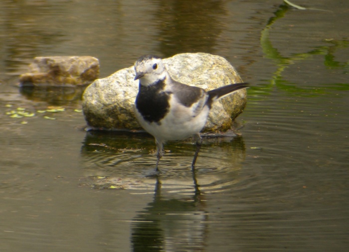 DSCN2593 White Wag ssp. front.jpg