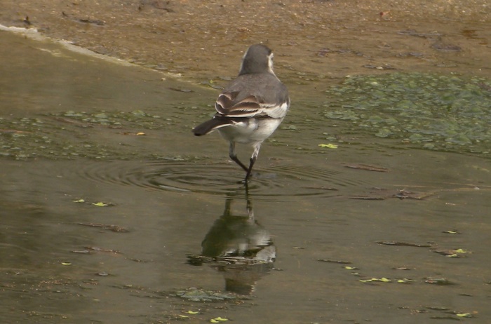 DSCN2590 White Wag ssp. back .jpg