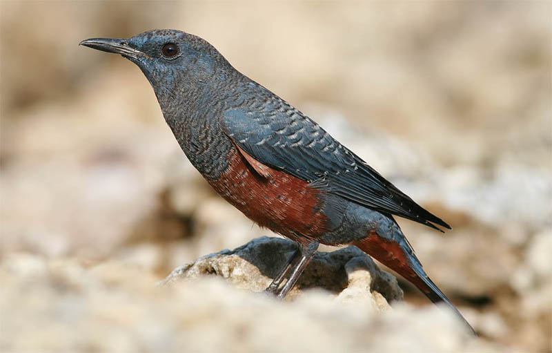 Blue Rock Thrush.jpg