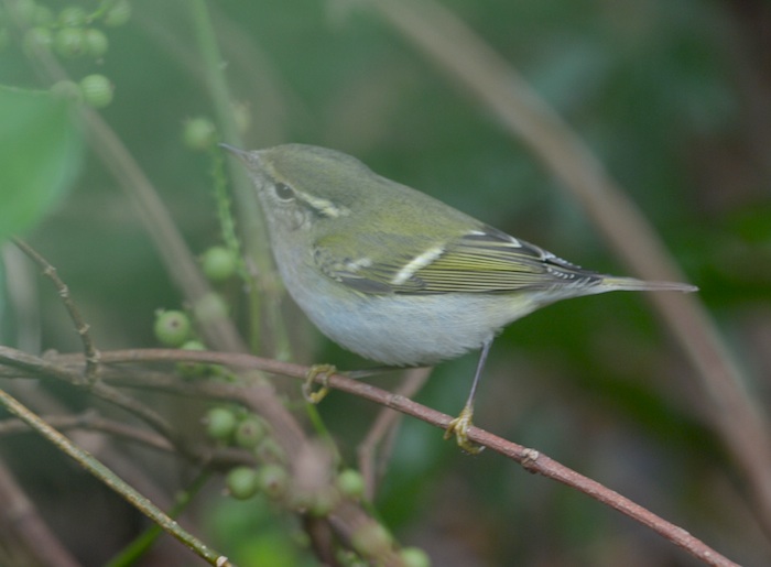 YBWarbler.jpg