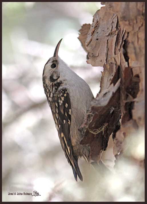 etreecreeper_9210-01.jpg