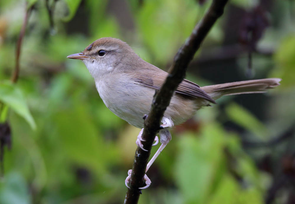 Dusky Warbler 5B3C8180.jpg