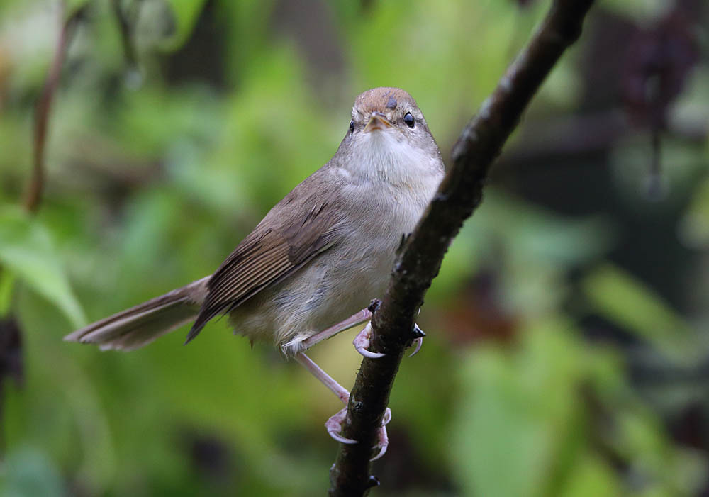 Dusky Warbler 5B3C8184.jpg