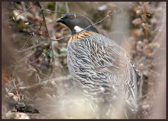 kolass-pheasant1.jpg