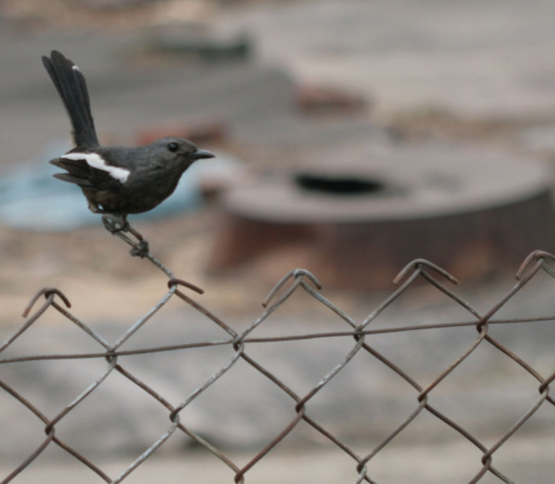 magpie robin.jpg