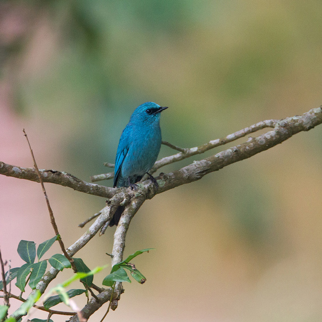 Verditer-flycatcher-HKBWS.jpg