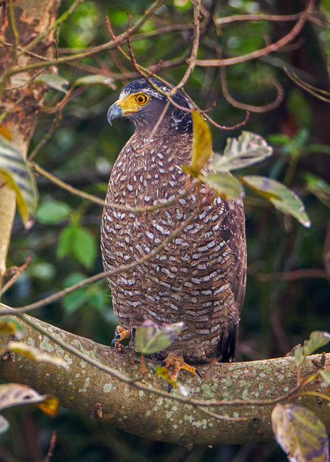 Crested-serpent-eagle-HKBWS.jpg