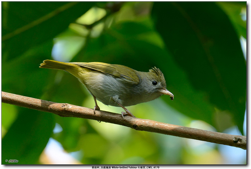 畫眉科_白腹鳳眉 White-bellied Yuhina-大埔滘_CWS_4170.jpg