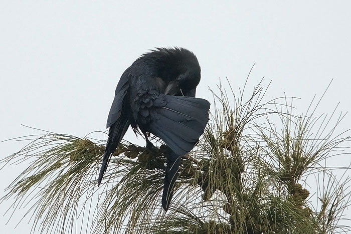 Large-billed-crow-3.jpg