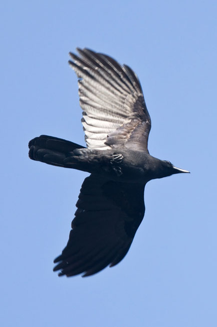 LB-Crow-2.jpg