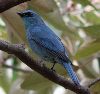 Verditer Flycatcher.jpg