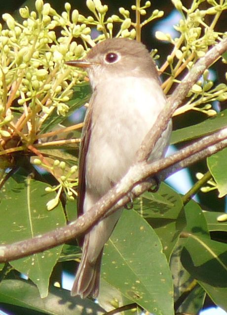 red-breasted.jpg