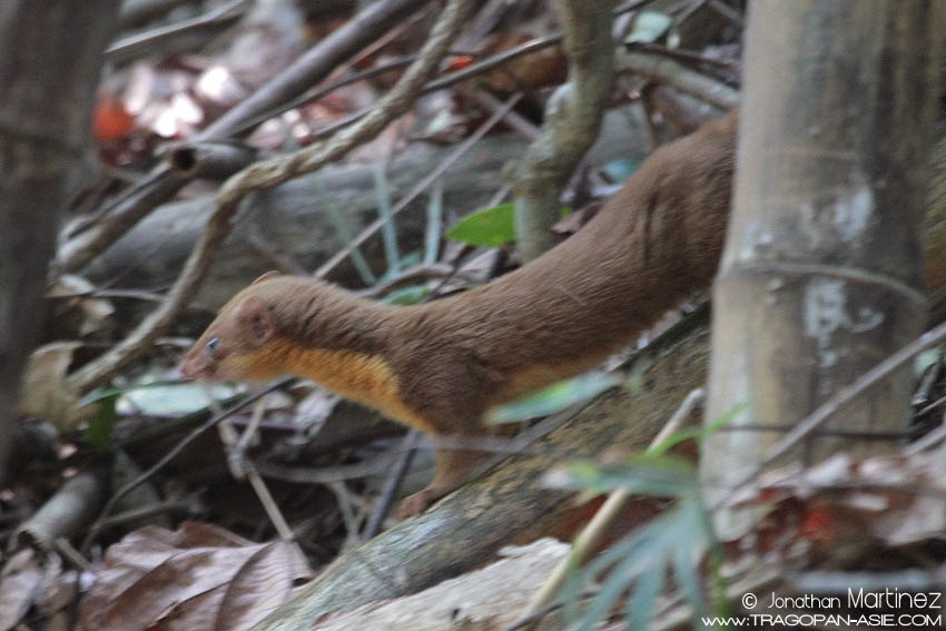 YellowBelliedWeaselIMG_7305GuangdongNanaoShaikung20130105.jpg