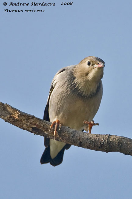 bRed-billed-starling.jpg