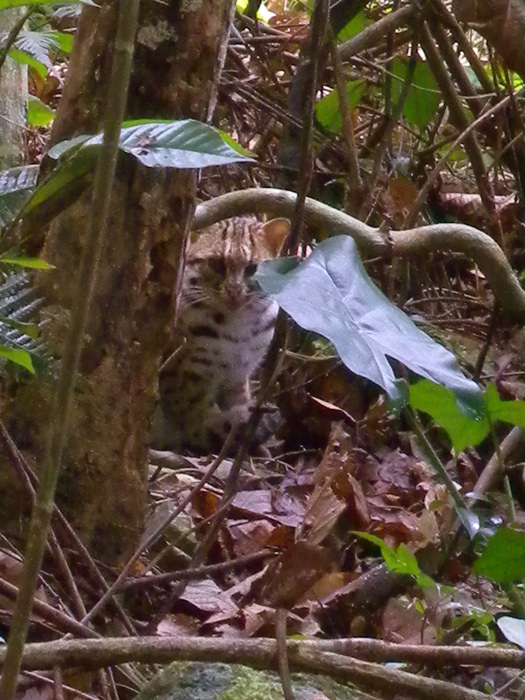 DSCN3060 Leopard Cat 2.jpg