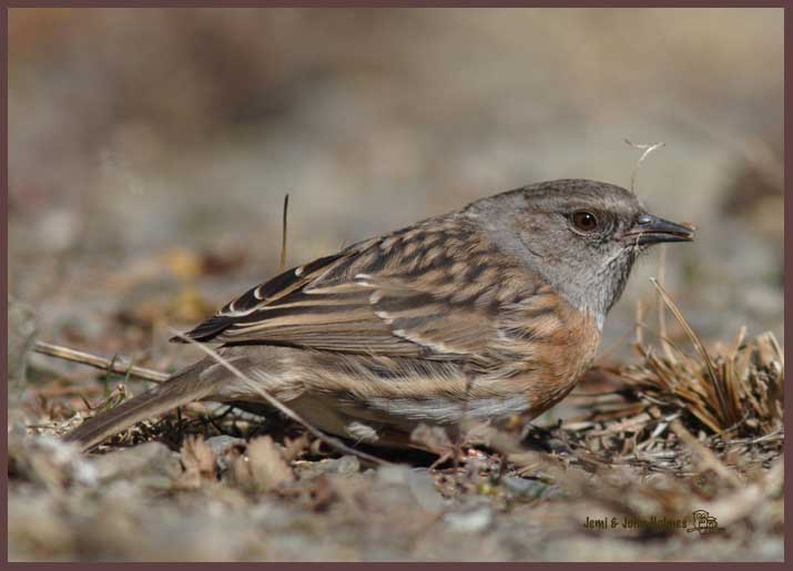 Robin-accentor1.jpg