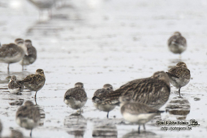 130212plover01.jpg