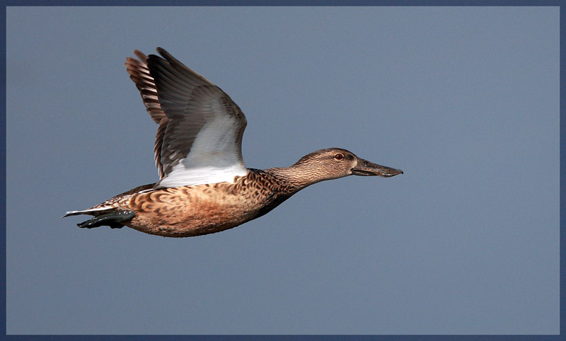 Northern Shoveler Female c.jpg