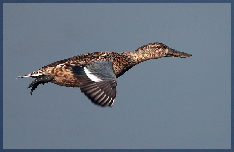 Northern Shoveler Female b.jpg