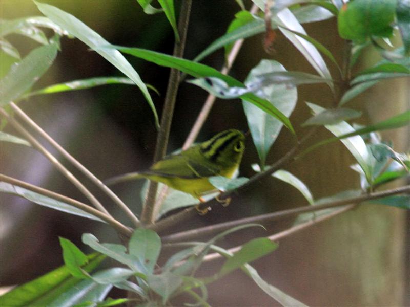 White-spectacledWarbler_TaiPoKau_20Jan08_SYH (Medium).jpg