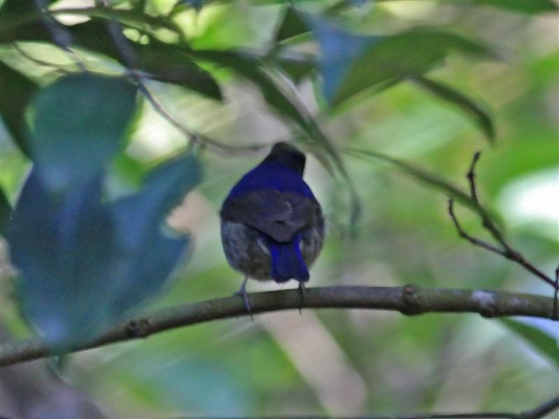 SmallNiltava_TaiPoKau_20Jan08_SYH_2 (Medium).jpg