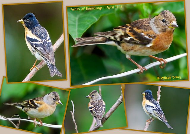 Bramblings.jpg