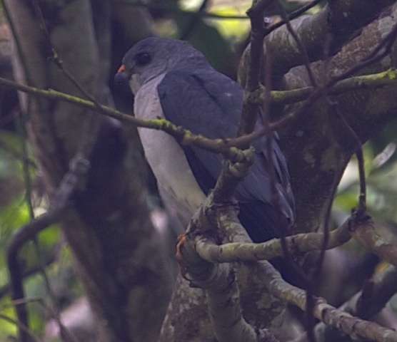 ChineseGoshawk.jpg