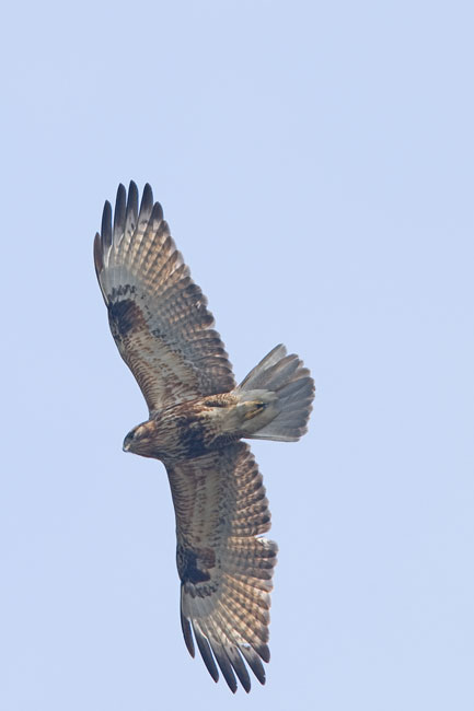 Common-buzzard.jpg