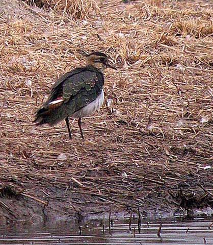 northern lapwing DSCN9020.jpg