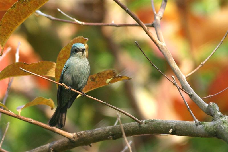 Verditor Flycatcher-TY-Tony-1 (Medium).jpg