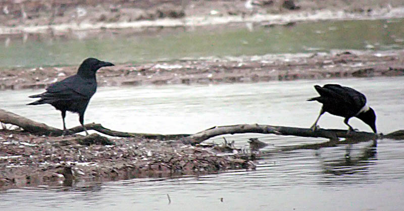 jungle crown.collared crow.noise DSCN9080.jpg