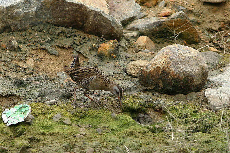 Water Rail 2.jpg