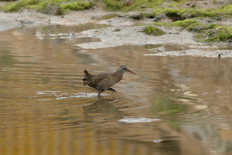 Water Rail 1.jpg