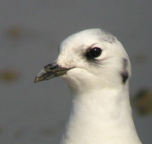 saunders gull DSCN9416.jpg