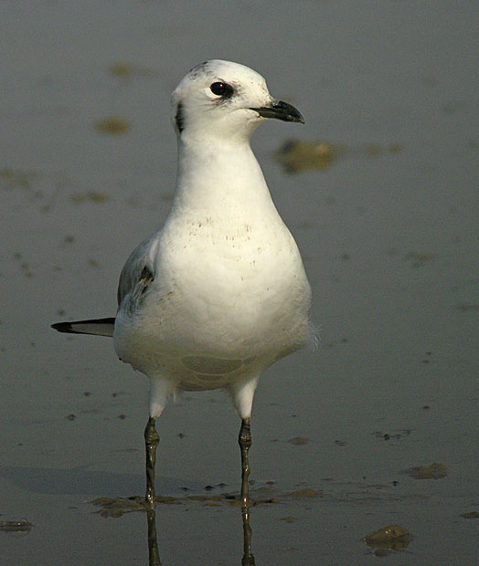 saunders gull DSCN9415.jpg