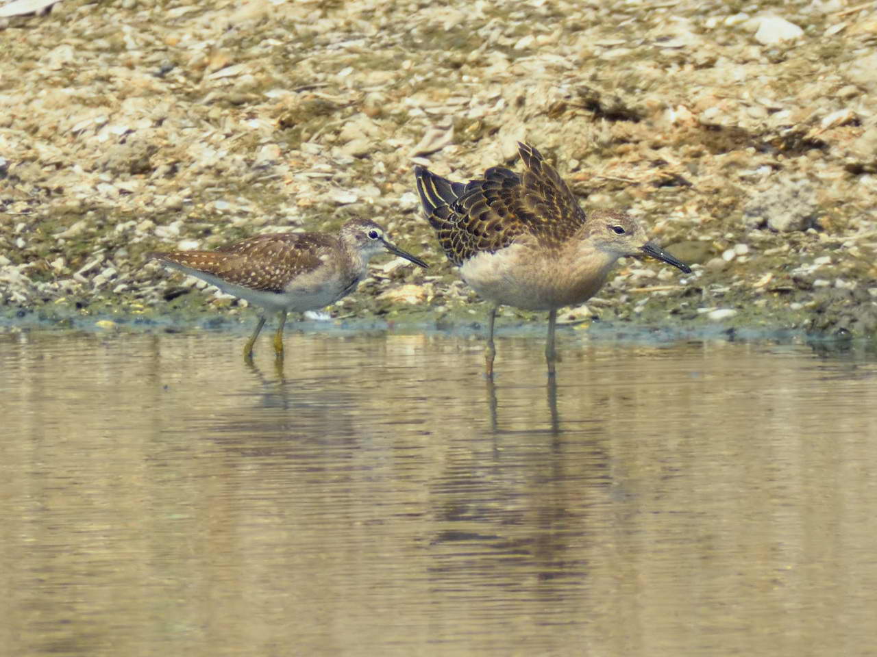 20131004-Ruff-TaiSangWai-cntlaw-HKBWS-01.jpg