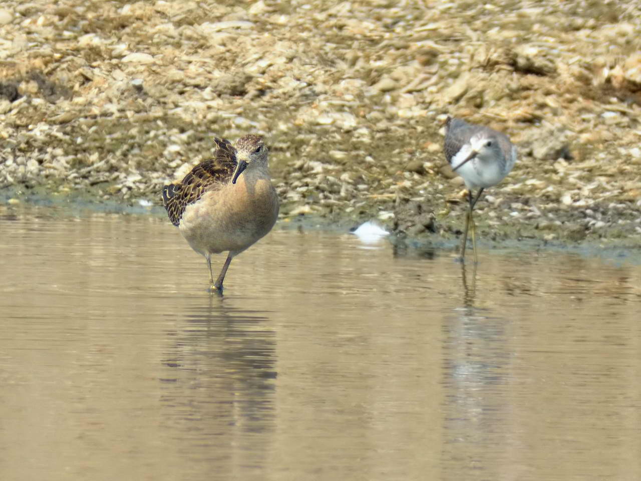 20131004-Ruff-TaiSangWai-cntlaw-HKBWS-02.jpg