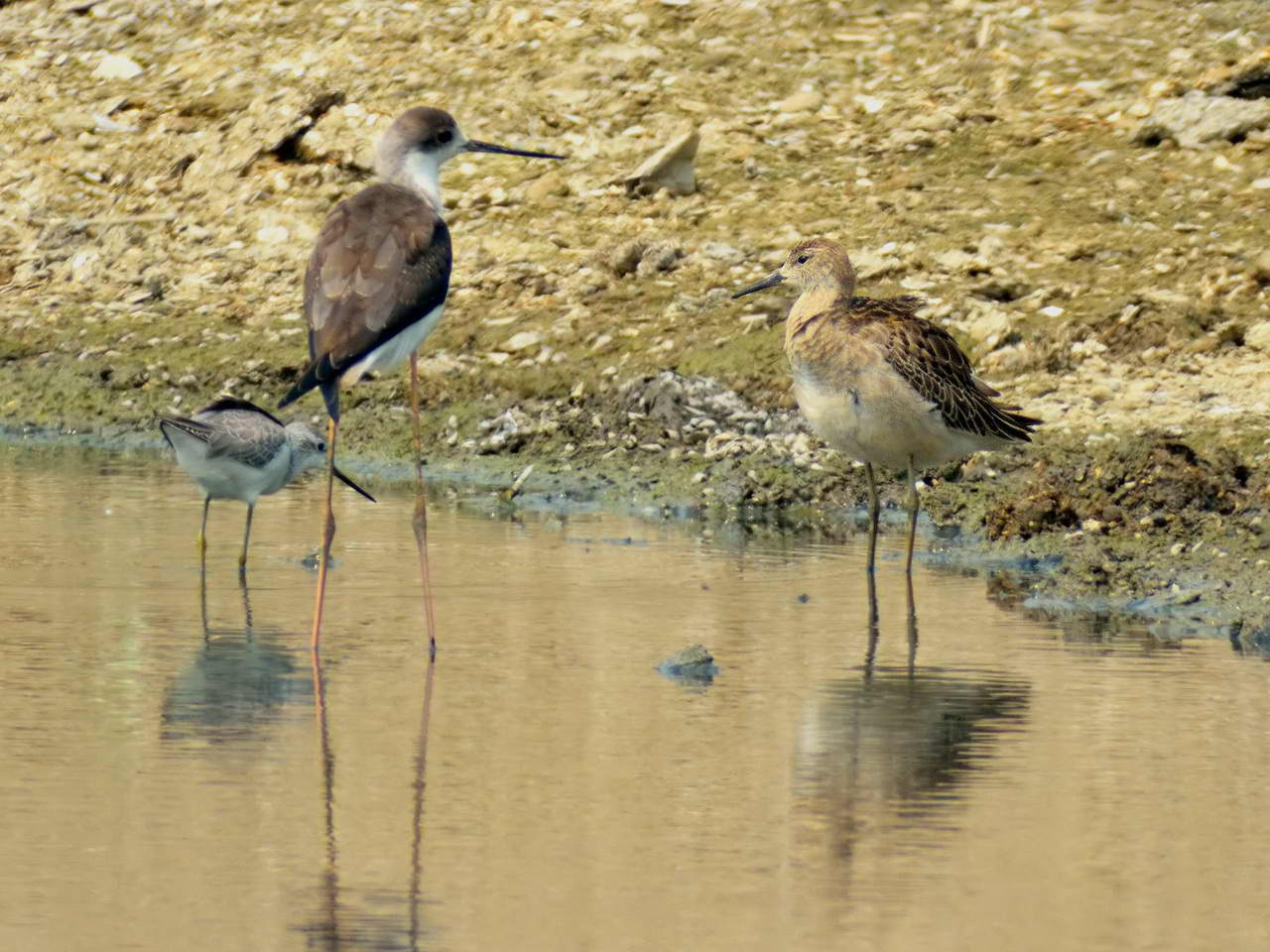 20131004-Ruff-TaiSangWai-cntlaw-HKBWS-03.jpg