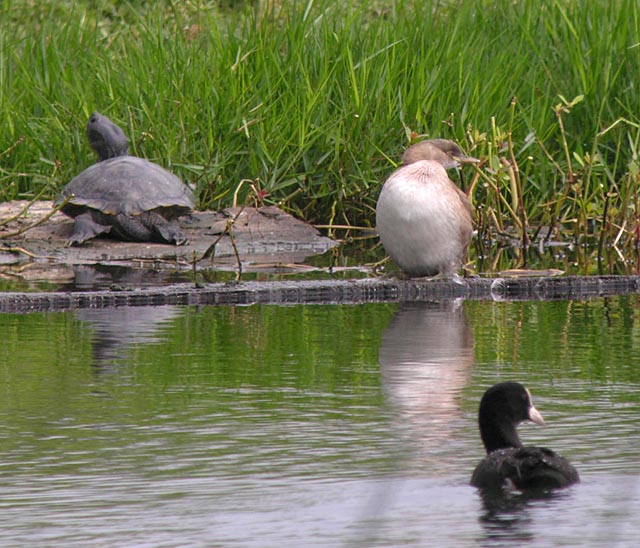 unknown grebe DSCN8484.jpg