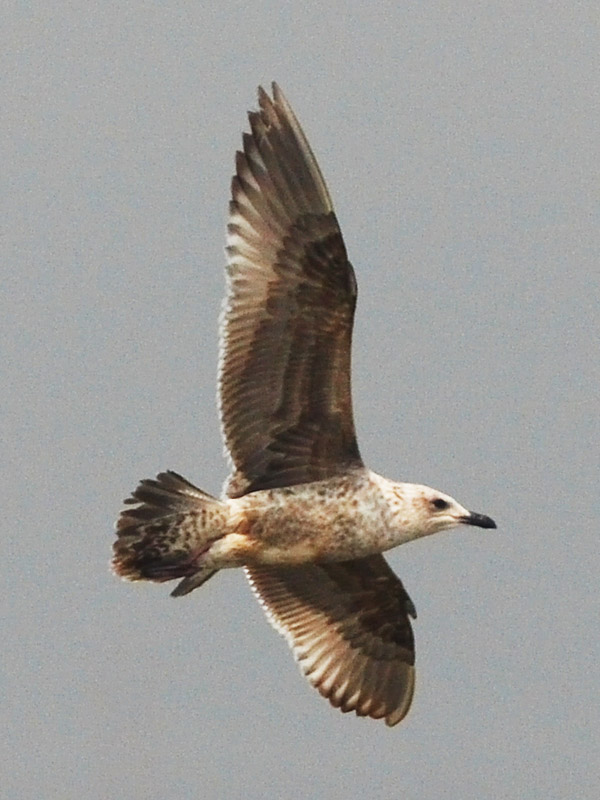 gull1.jpg