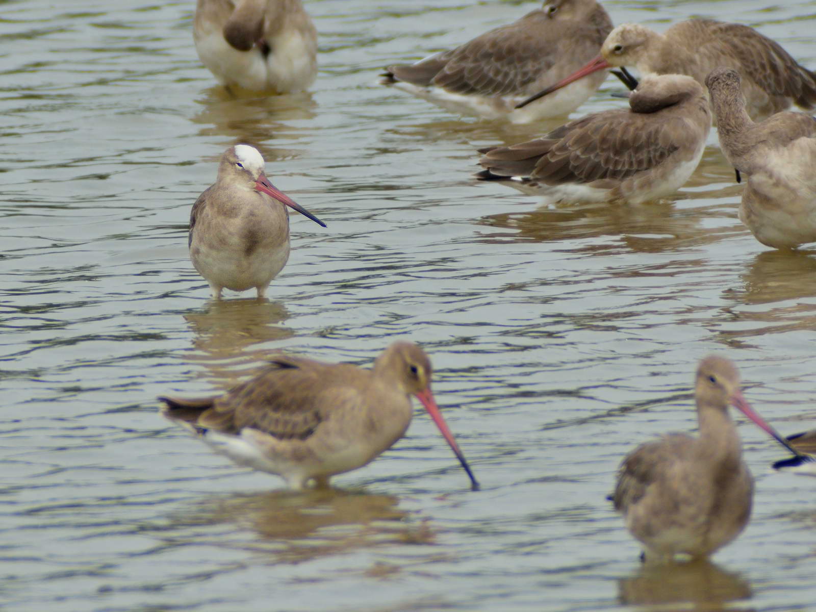 20131019-Black-tailed-Godwit-HKBWS-cntlaw-01 .jpg